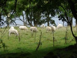 Die ersten Schafe die wir entlang des GGW entdeckten